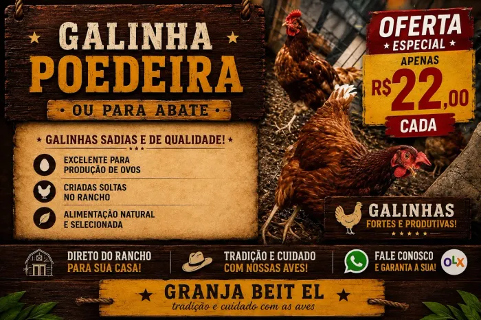Galinha poedeira ou para abate 