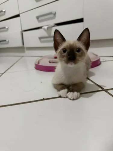 Gatinho (Macho) para adoção Responsável