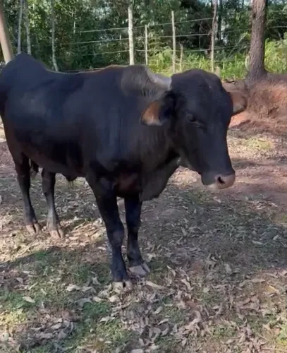 Garrotinho a venda 