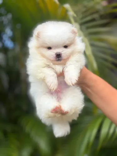Spitz alemão anão macho