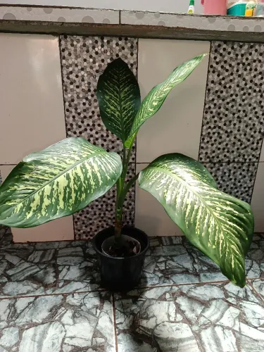 Planta comigo ninguém pode
