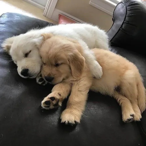 Filhote Golden Retriever, Quem precisa de um despertador quando tem um filhote?
