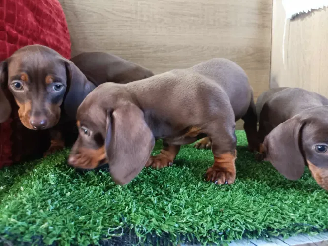 Filhotes Basset dachshund chocolate.