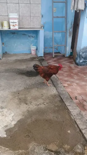 Galo