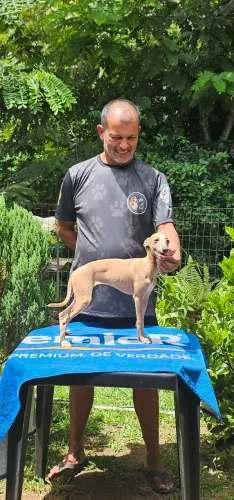 Galga Italiano Perfeita toda padrão 