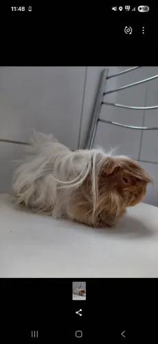 Porquinho da índia fêmea peruana 