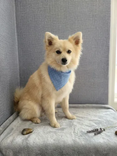 Spitz alemão macho