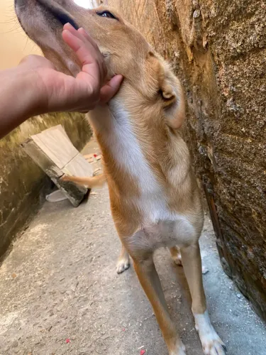 Cachorro p adoção