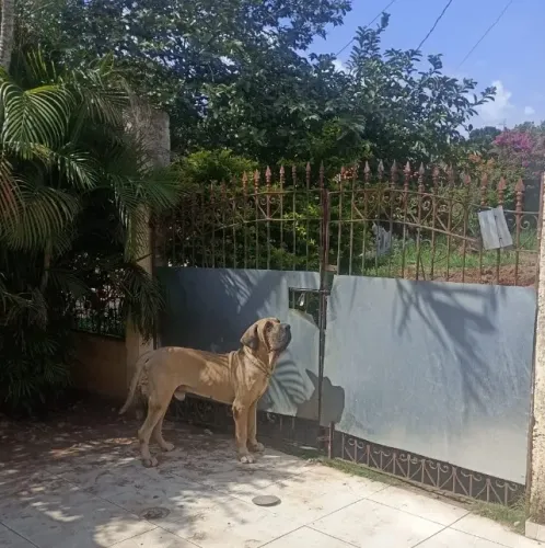Vendo / Troco Casal de Fila Brasileiro Original
