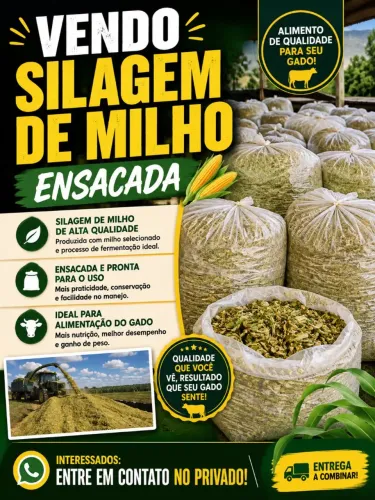 Vendo silagem de milho ensacado