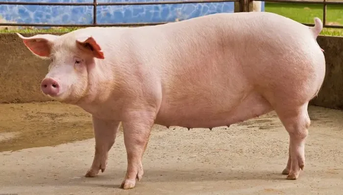 Vendo porco barato