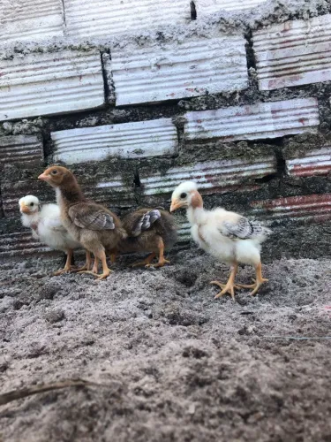 Pintinhos caipiras 
