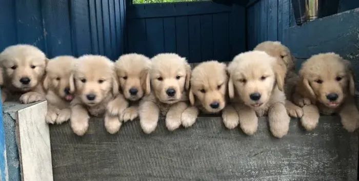 Golden Pronto para encontrar um lar cheio de carinho
