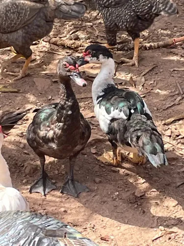 Vendo Patos