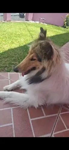 Fêmea rough collie , não castrada