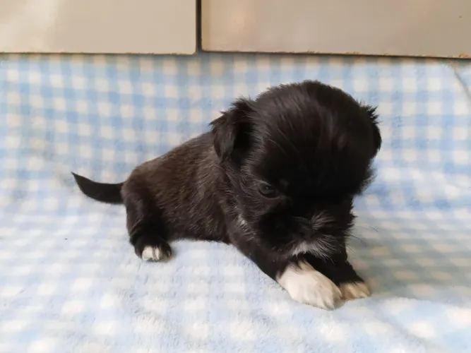 Shih tzu disponível entrega imediata 