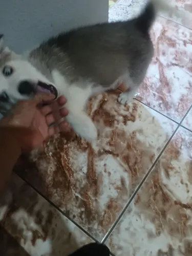 Vendo filhotes de husk siberiano macho