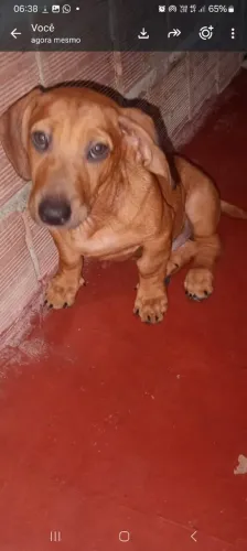 Filhotes salsicha