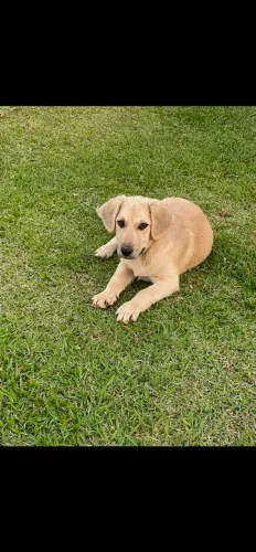 Doacao Labrador macho 6 meses
