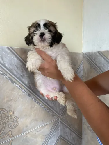 Vendo cachorro filhote macho Lhasa Apso 