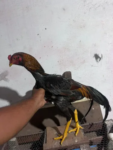 Frango à venda!!