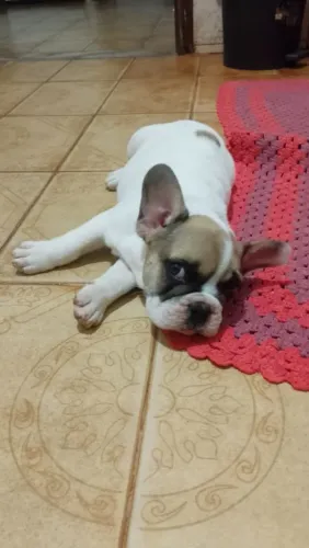 Vende se filhote budogue francês