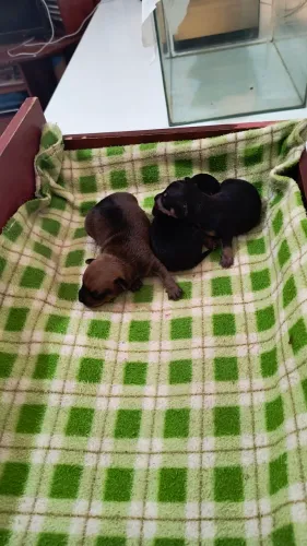 Filhotes de pinscher mini para reserva