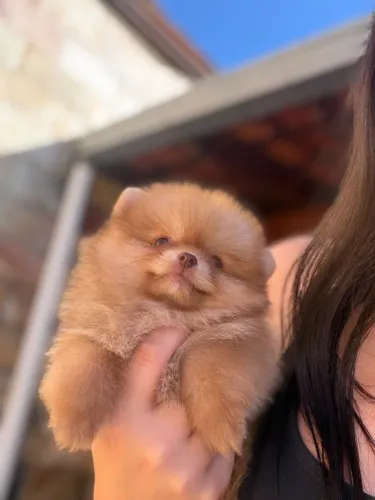 Lulu da Pomerania Laranja Beaver Machinho Olhos Claros