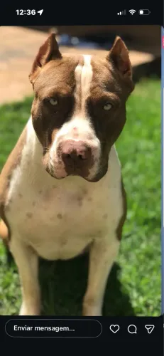 Pit bull