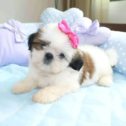 SHIHTZU perninhas bem curtinhas