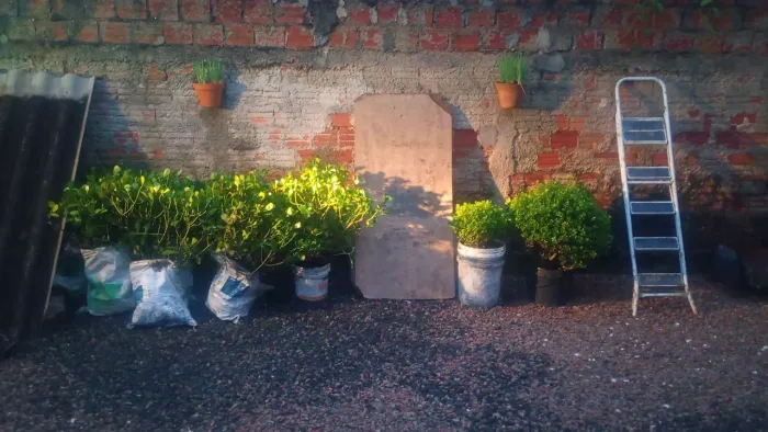 Vendo mudas de plantas para paisagismo 