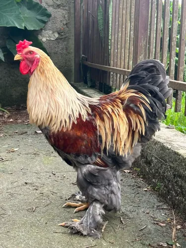 Galo Brahma 