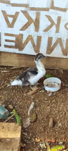 Pato jovem