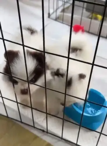 Zpits alemão fêmea bem pequena