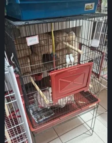 Gaiola para calopsita 
