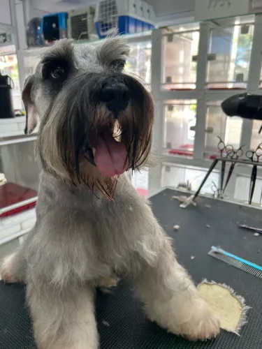 Schnauzer machinho