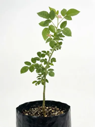 Muda de Sabugueiro