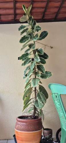 Ficus Elastica Variegata