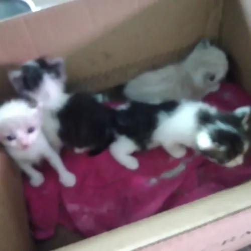 Gatinhos para doação