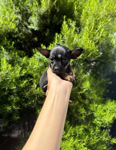 Pinscher fêmea e macho disponível leia o anúncio abaixo