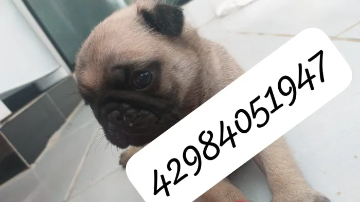 Pug disponível!!! Leia