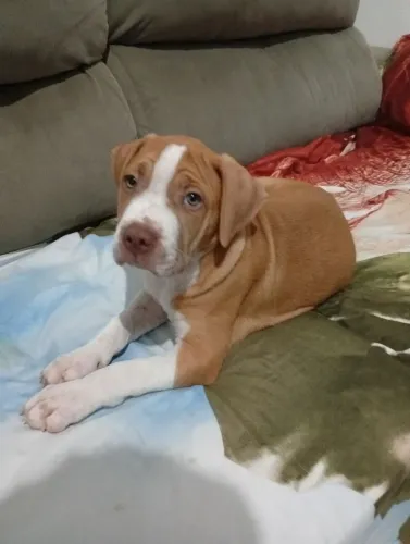 Filhotes de Pitbull disponíveis