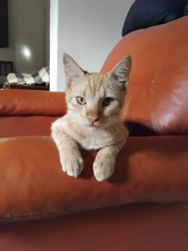 Gatinho fofo para adoção responsável