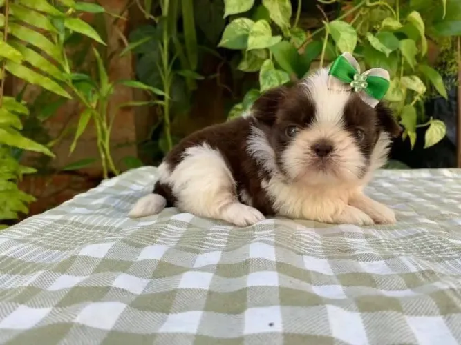 Shih Tzu Um parceiro fiel para todos os capítulos da sua vida
