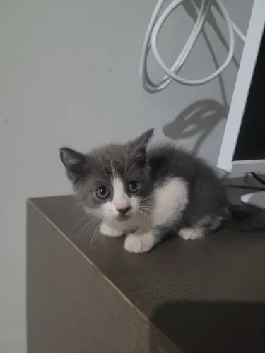 Filhote de gato para adoção.