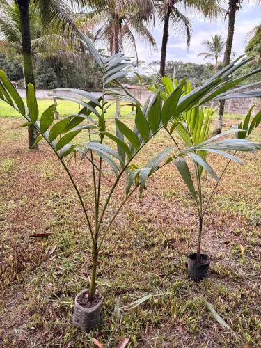 Palmeira Veitchia