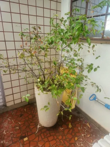 Vaso de Planta de Pitanga