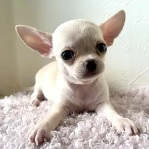 Baby curioso e muito esperto Chihuahua