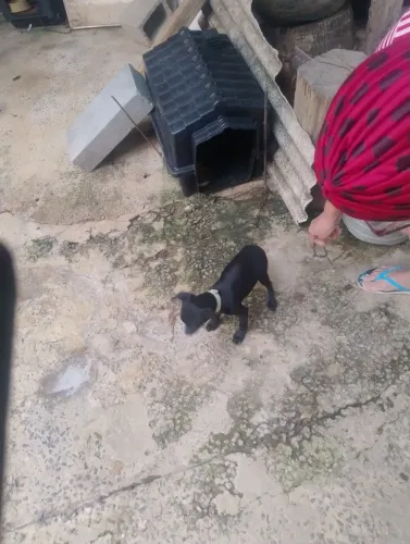 Vende-se cachorro Pincher 
