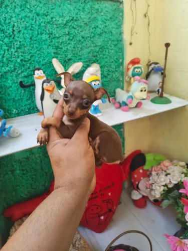Pinscher